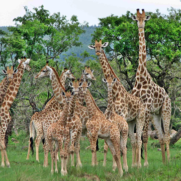 Karkloof - Giraffes