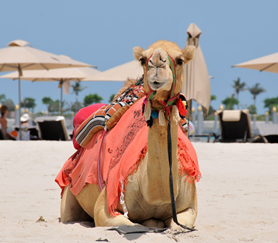 Emirates Palace - Camel